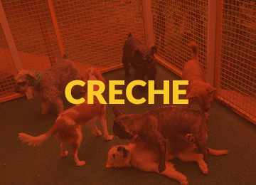 Creche cães Campinas